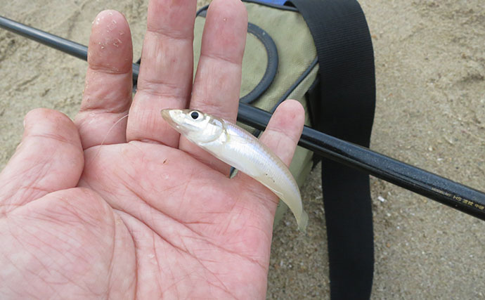 投げなくてもキスが釣れる！？ のべ竿で楽しむサーフのキス釣り入門解説