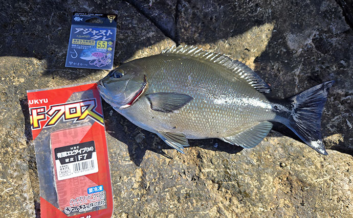 伊豆半島の磯フカセ釣果レポート：38cm尾長メジナ登場もイサキは不発【沖横根】