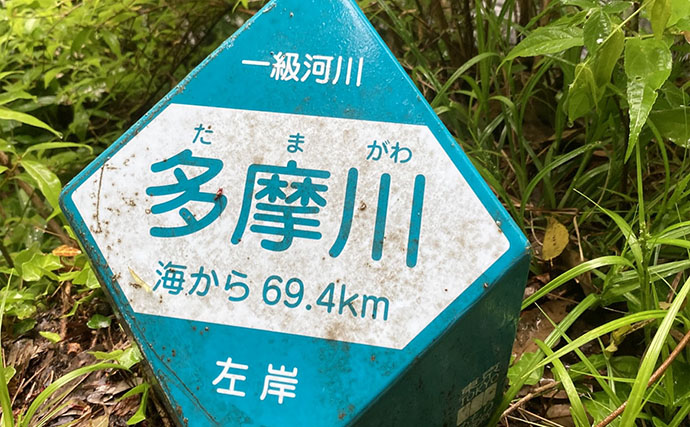 関東の溪流釣り釣果レポート：奥多摩川本流エサ釣りでニジマス＆ヤマメ好反応【東京】