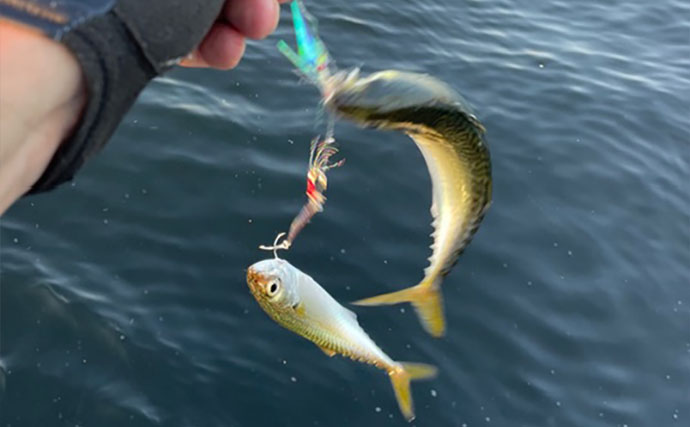ライトゲーム愛好家が「今まで一番多く釣った魚種」は何？　サバが最有力候補