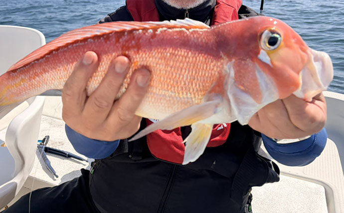 レンタルボート釣果レポート：47cm大型アマダイに60cm級マダイにカイワリと大漁！【ウミック・福井】