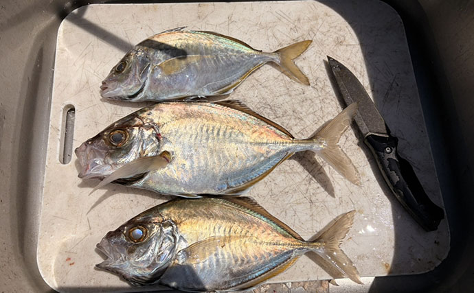 レンタルボート釣果レポート：47cm大型アマダイに60cm級マダイにカイワリと大漁！【ウミック・福井】