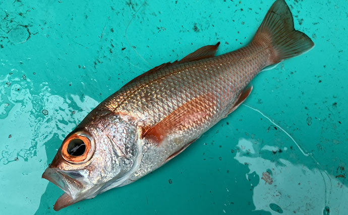 富山湾でアカムツ釣りシーズン到来！開幕戦で本命3匹手中に成功【強神丸】