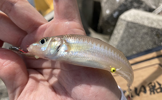 「砂ではなく変化を見つけよう！」 投げキス釣りで釣果を伸ばす【5つの地形】の見方