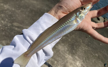 キス投げ釣りの針サイズは何号が正解？ シーズン別の選び方を解説
