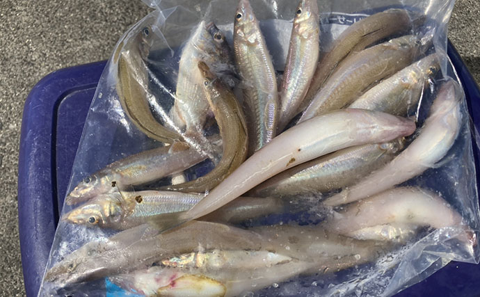 キス投げ釣りの針サイズは何号が正解？ シーズン別の選び方を解説