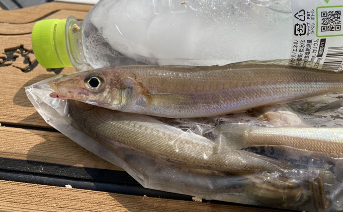 魚市場に並ぶ魚たちから釣りのヒントを得る　5～6月の伊勢湾の釣りもの事情