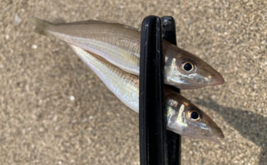 「砂ではなく変化を見つけよう！」 投げキス釣りで釣果を伸ばす【5つの地…