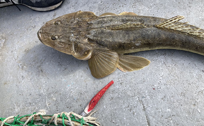 魚市場に並ぶ魚たちから釣りのヒントを得る　5～6月の伊勢湾の釣りもの事情