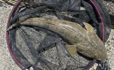 陸っぱりルアーマゴチ釣果レポート：唯一のアタリで50cmマゴチ手中に成…