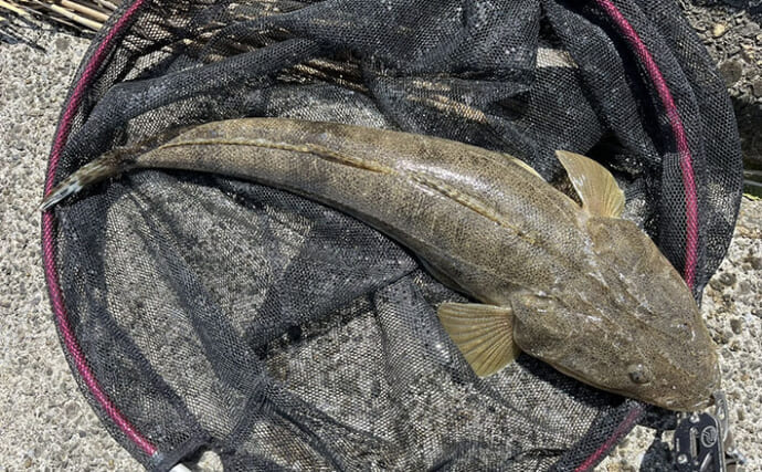 陸っぱりルアーマゴチ釣果レポート：唯一のアタリで50cmマゴチ手中に成功！【木曽川河口】