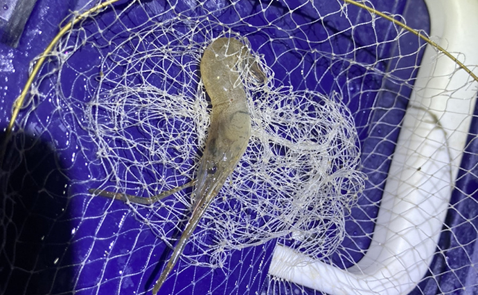初夏のテナガエビ掬い速報　濁りに苦戦も夜の河川で良型7cm級テナガエビを採取成功