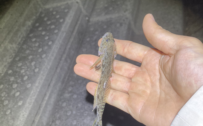 初夏のテナガエビ掬い速報　濁りに苦戦も夜の河川で良型7cm級テナガエビを採取成功