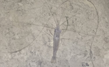 初夏のテナガエビ掬い速報　濁りに苦戦も夜の河川で良型7cm級テナガエビ…