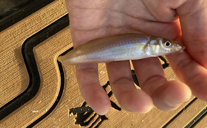 陸っぱり投げ釣り釣果レポート：吉崎海岸で14cm頭にシロギス24匹キャッチ！【三重】