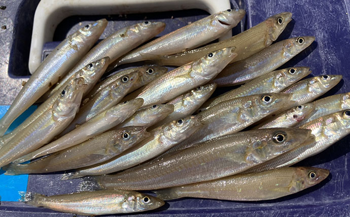 陸っぱり投げ釣り釣果レポート：吉崎海岸で14cm頭にシロギス24匹キャッチ！【三重】