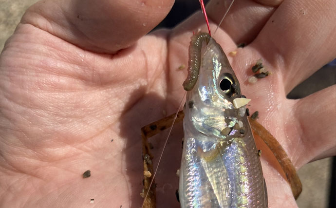 三重の投げキス釣果速報レポート：磯津漁港で13cm級中心にシロギス8匹