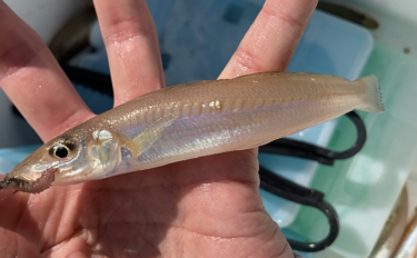 陸っぱり投げ釣り釣果レポート：吉崎海岸で14cm頭にシロギス24匹キャ…