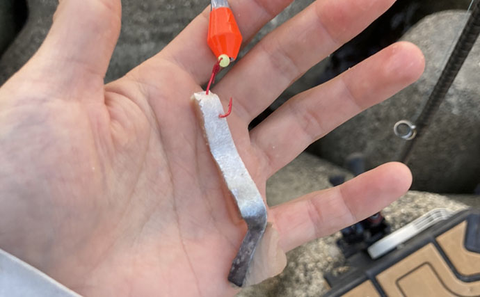 カサゴの穴釣り釣果レポート：26cm筆頭に10匹キャッチ【箕田消波ブロック帯・三重】