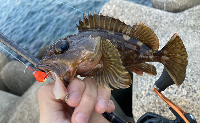 カサゴの穴釣り釣果レポート：26cm筆頭に10匹キャッチ【箕田消波ブロック帯・三重】