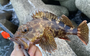 カサゴの穴釣り釣果レポート：26cm筆頭に10匹キャッチ【箕田消波ブロ…