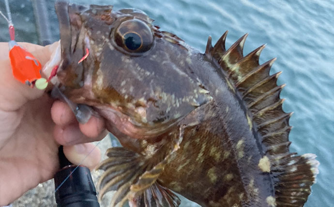 カサゴの穴釣り釣果レポート：26cm筆頭に10匹キャッチ【箕田消波ブロック帯・三重】