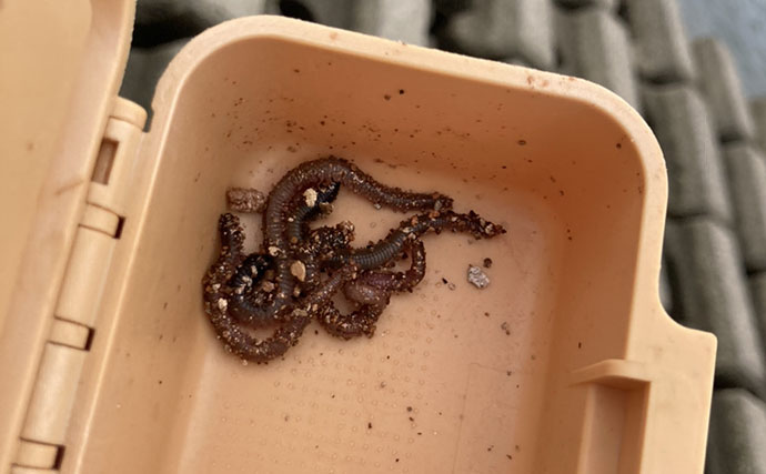 木曽川河口のテナガエビ釣りで18cm大型キャッチに成功　アワセのタイミングがキモ