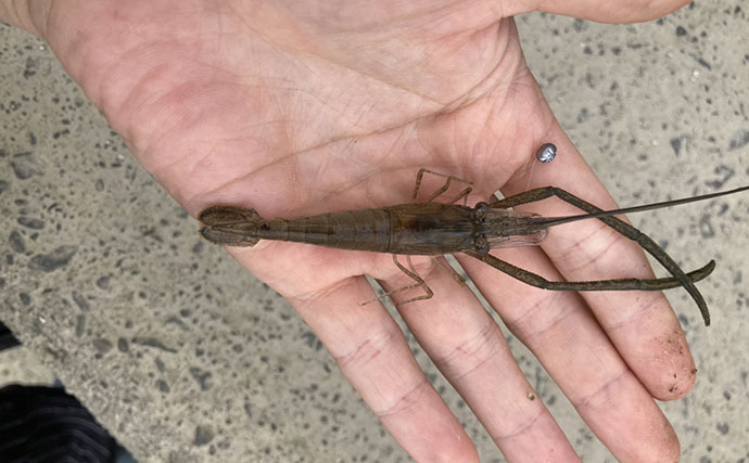 木曽川河口のテナガエビ釣りで18cm大型キャッチに成功　アワセのタイミングがキモ