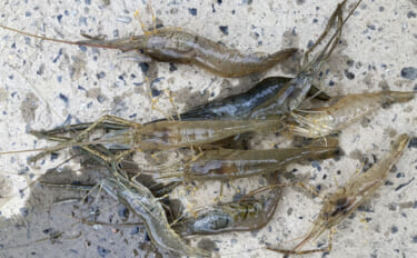 木曽川河口のテナガエビ釣りで18cm大型キャッチに成功　アワセのタイミ…