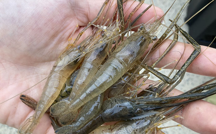 木曽川河口のテナガエビ釣りで18cm大型キャッチに成功　アワセのタイミングがキモ