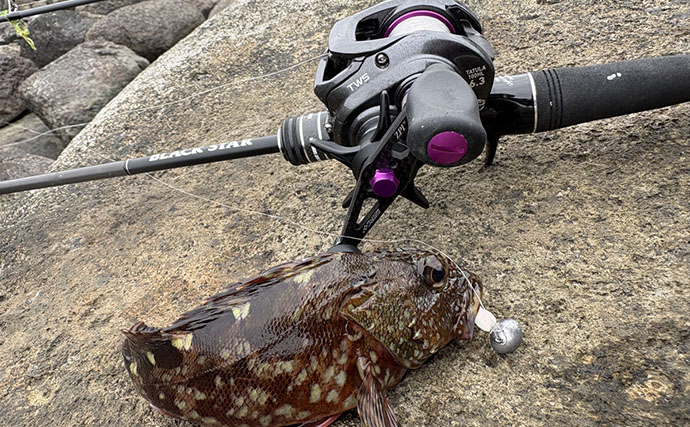 初夏はゴロタ場で根魚狙いが面白い！【伊豆半島】ライトルアー釣りでムラソイにカサゴ