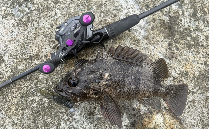 初夏はゴロタ場で根魚狙いが面白い！【伊豆半島】ライトルアー釣りでムラソイにカサゴ