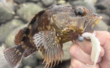 初夏はゴロタ場で根魚狙いが面白い！【伊豆半島】ライトルアー釣りでムラソ…