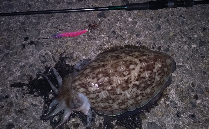 「春が来た！」不調続きのエギングでキロ超えアオリイカと大型モンゴウイカを連続キャッチ