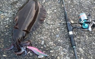 「春が来た！」不調続きのエギングでキロ超えアオリイカと大型モンゴウイカ…