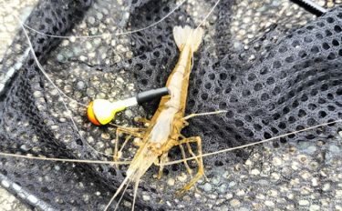 テナガエビ釣りシーズン開幕！ 濁りと増水を攻略して本命キャッチ【福岡・…