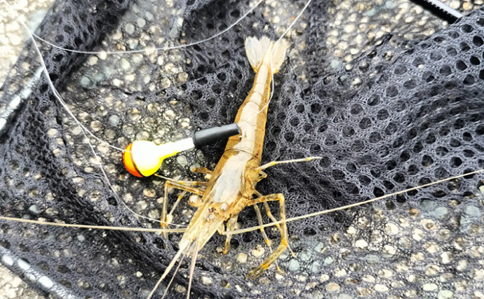 テナガエビ釣りシーズン開幕！ 濁りと増水を攻略して本命キャッチ【福岡・室見川】