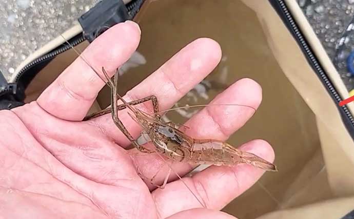 テナガエビ釣りシーズン開幕！ 濁りと増水を攻略して本命キャッチ【福岡・室見川】