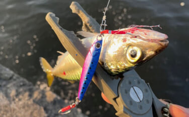 ライトゲーム愛好家が「今まで一番多く釣った魚種」は何？　サバが最有力候…