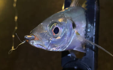「梅雨の釣りは小雨と大雨で何が違う？」 魚の活性を左右する海中変化を解…