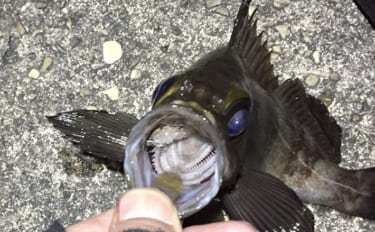 メバルは根魚なのになぜ表層で釣れるのか？　時間帯・エサ・警戒心との関係…