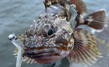 「根魚は四六時中岩に貼り付いている」わけではない　実は意外と回遊してい…