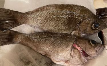 キャッチ＆リリース派アングラーは魚の調理が苦手？　経験とよく切れる包丁…