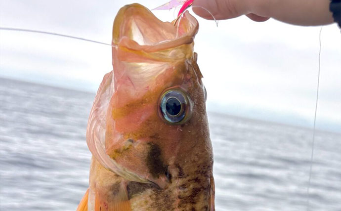 北海道の深海に潜む「ヤナギノマイ」ってどんな魚？　釣って楽しい・食べて美味しい魅力を紹介