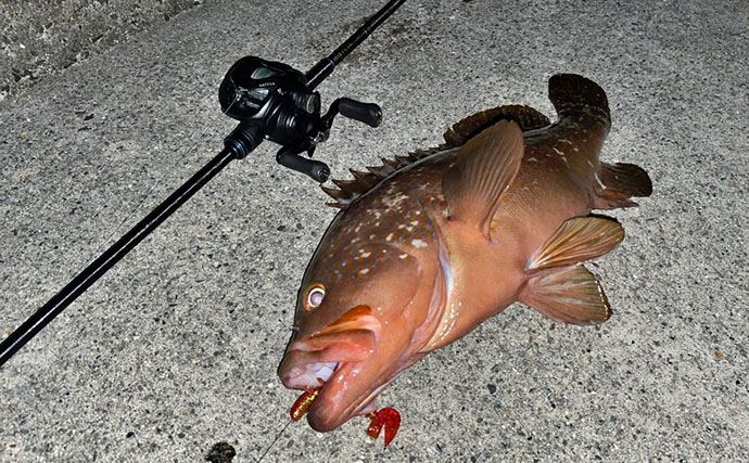 堤防で47cm大型キジハタ獲った！【岡山】潮が動き出すと魚の活性が一転