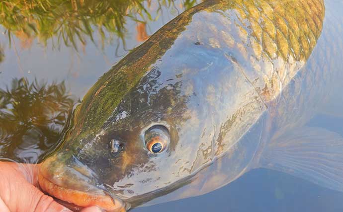 ニゴイ狙いで想定外の96cm大ゴイがヒット　ライトタックルで45分の死闘を制す【荒川】