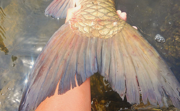 土手の葉っぱで荒川ソウギョを攻略【埼玉】狙い通りの展開で113cm・21kgをキャッチ