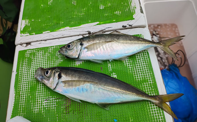 走水アジは今年も美味かった！　オマツリに悩まされたビシアジ釣行レポート【海福丸】