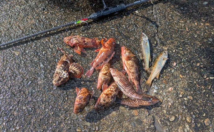 釣り場の新規開拓が面白い！【三重】日中のライトルアーゲームで7魚種キャッチに成功