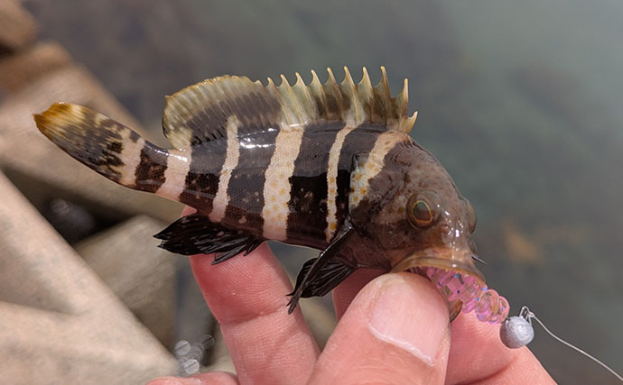 日中ライトルアー釣行でハタ類にガシラと根魚続々【京都】千切れたワームでも連発？